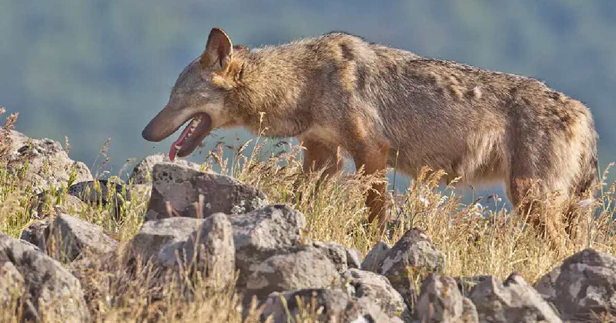 Steppe Wolf - Largest Wolves in the World