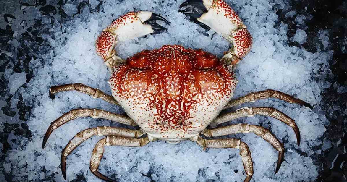 Tasmanian Giant Crab