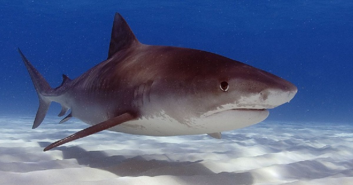 Tiger Shark - largest fish in the world