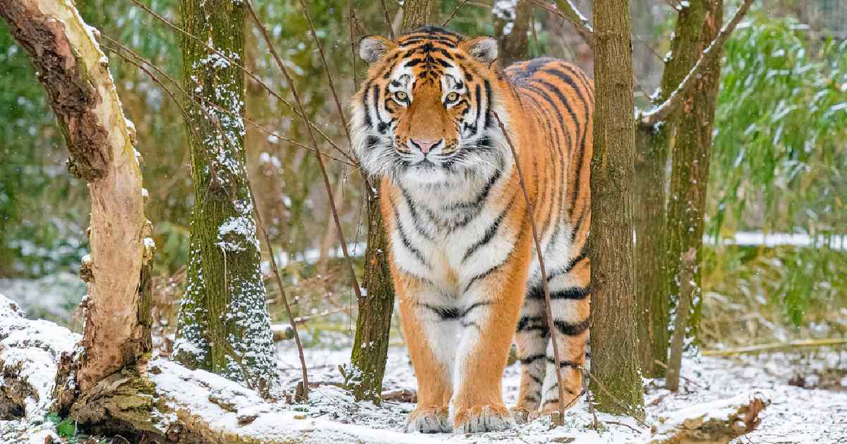 Top 6 Largest Tiger Species in the World