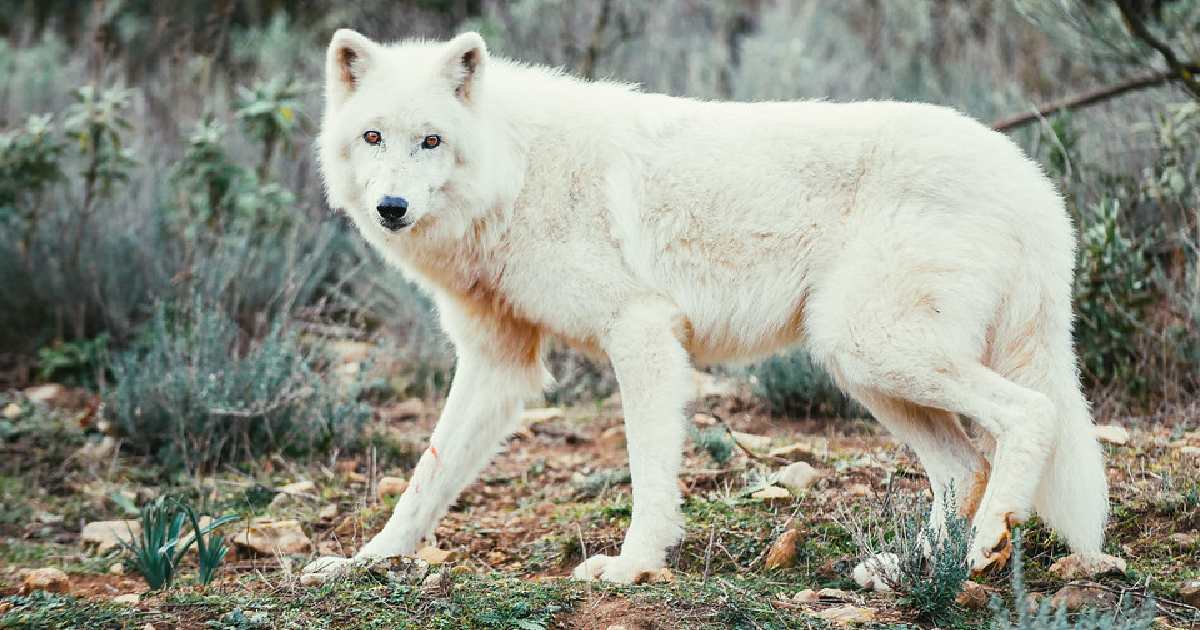 Tundra Wolf - Largest Wolves in the World