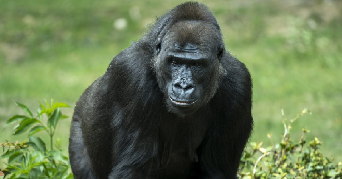 Western Lowland Gorilla - largest gorilla species in the world