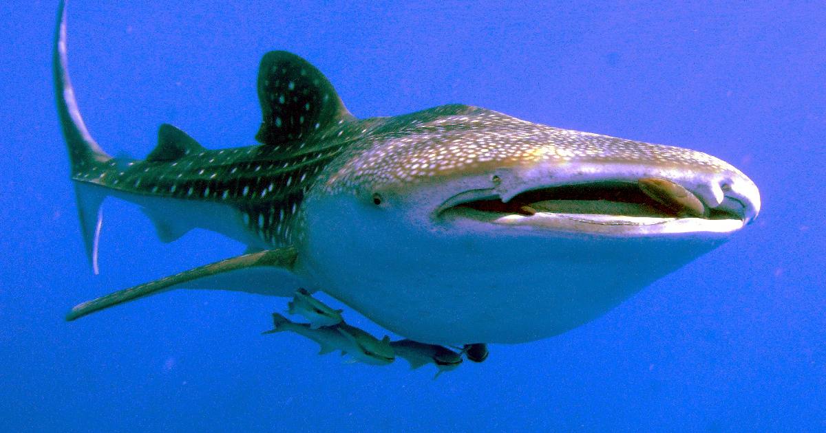 Whale Shark - largest fish in the world