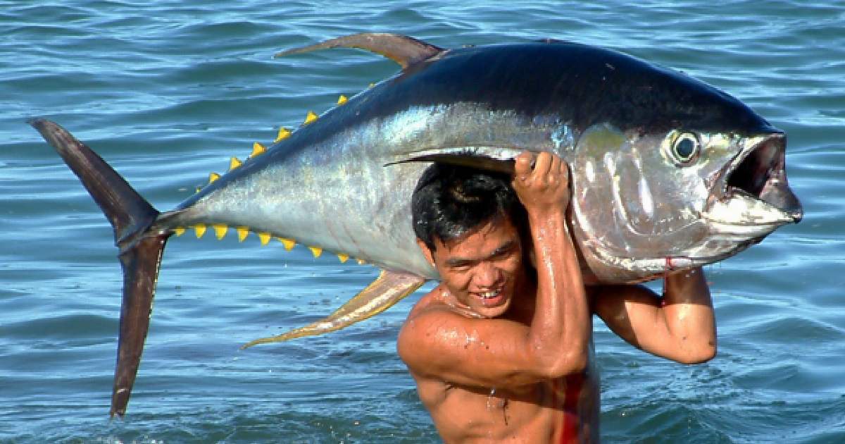 Yellowfin Tuna- largest tuna species in the world