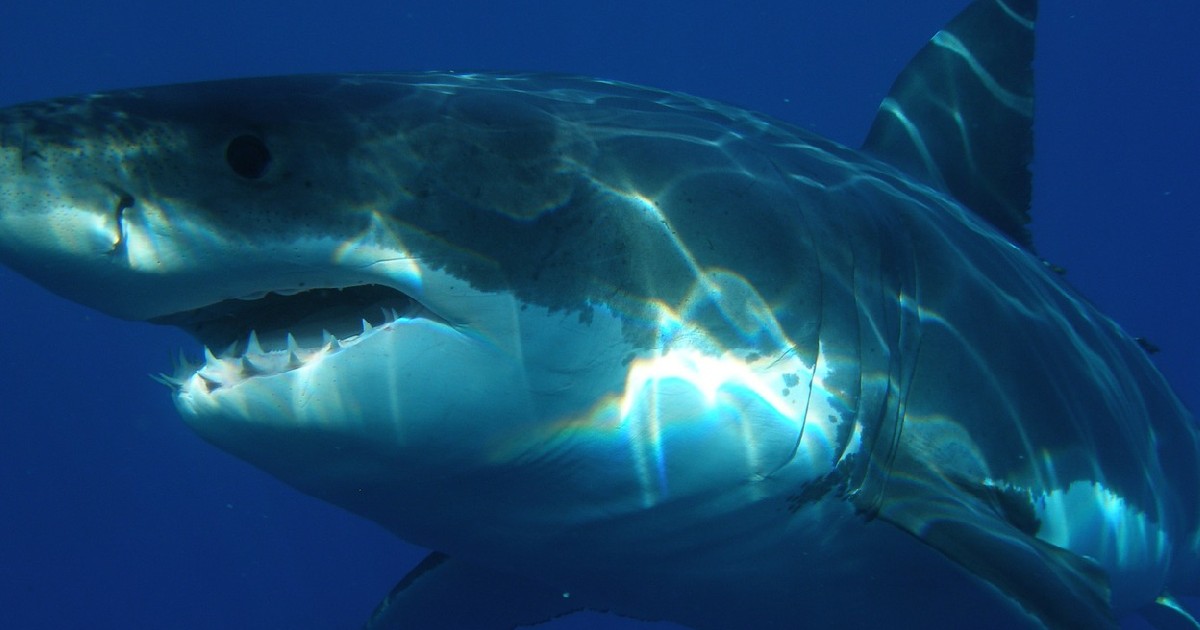 Speculative Sightings of largest white sharks
