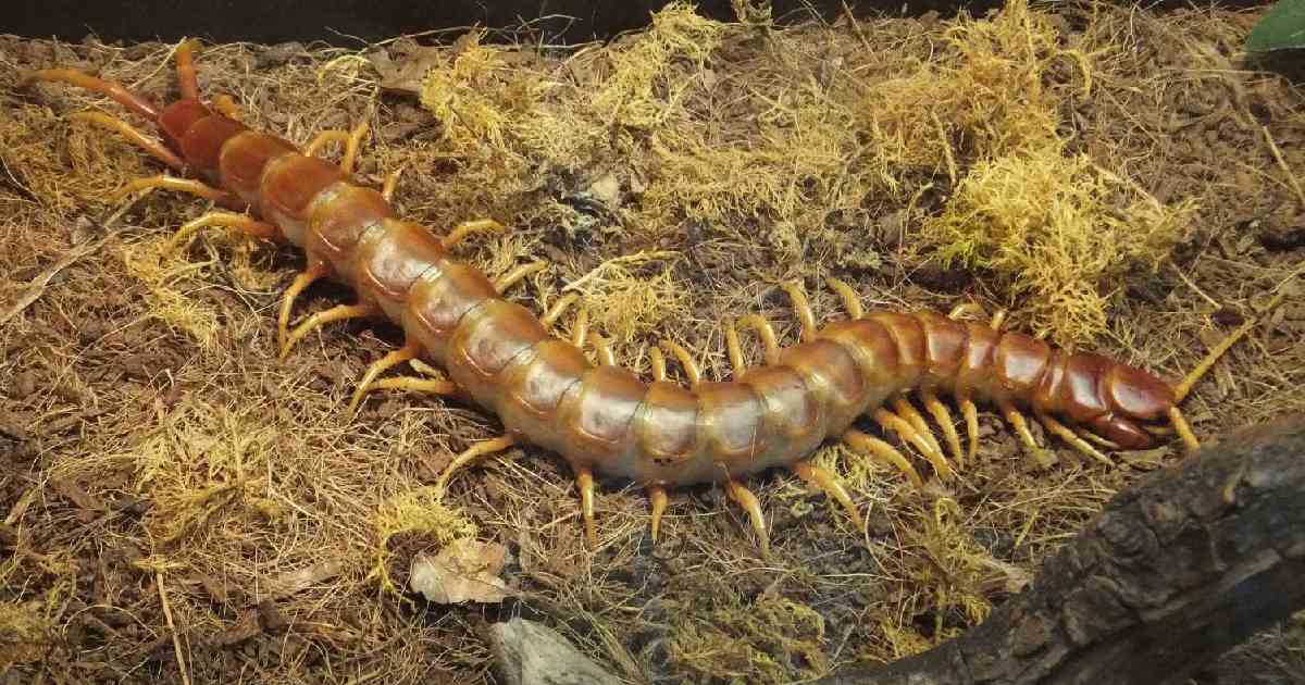 Amazonian Giant Centipede - Largest Centipedes in the World