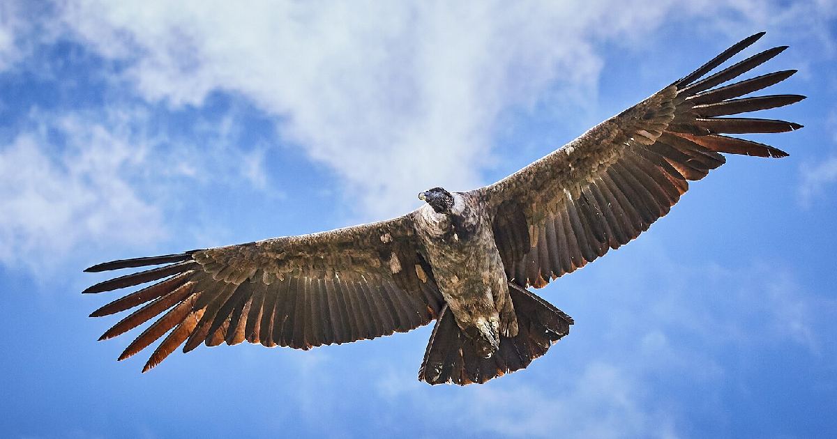 Andean Condor - Birds With Largest Wingspan