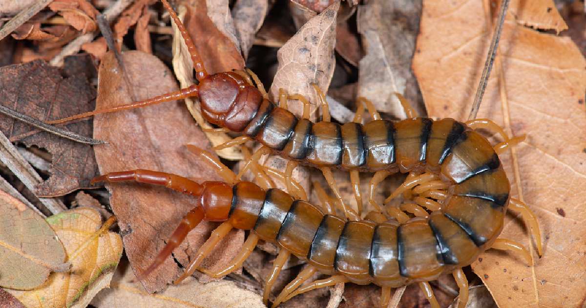 Banded Desert Centipede - Largest Centipedes in the World