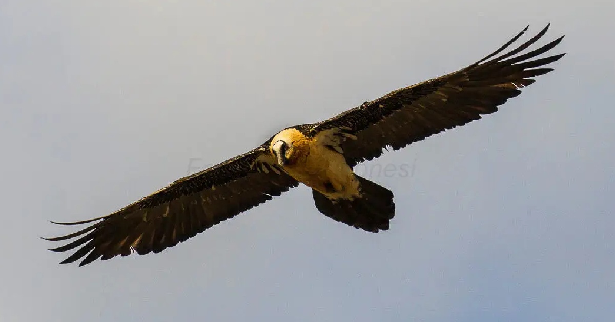 Bearded Vulture - Birds With Largest Wingspan