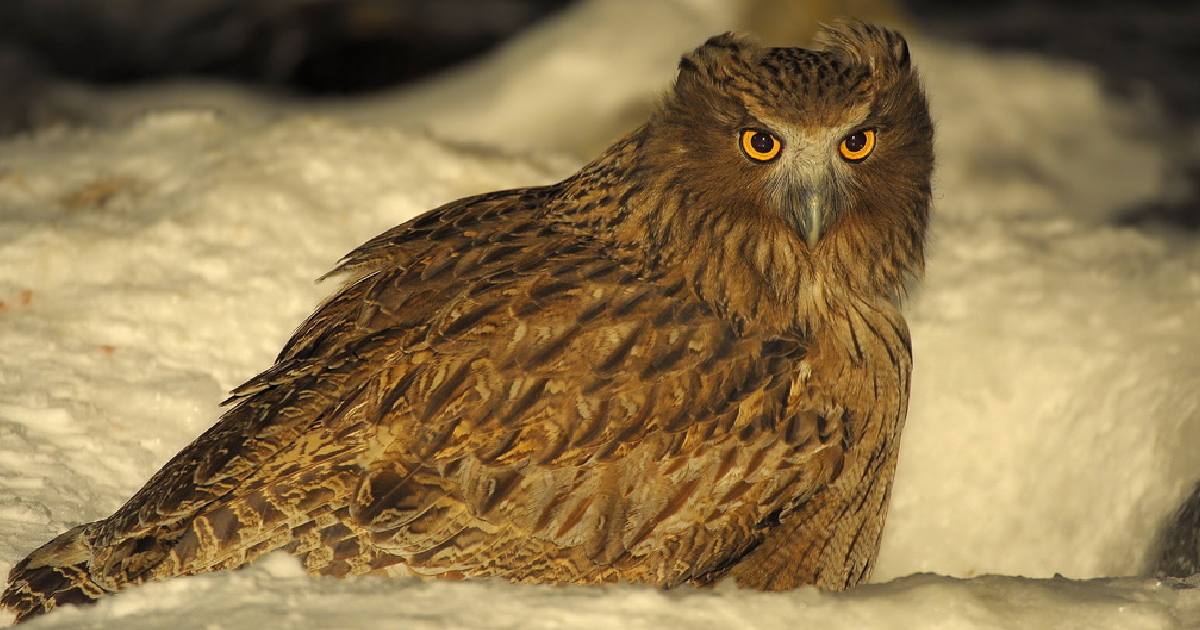 Blakiston's Fish Owl - Largest Owls in the World