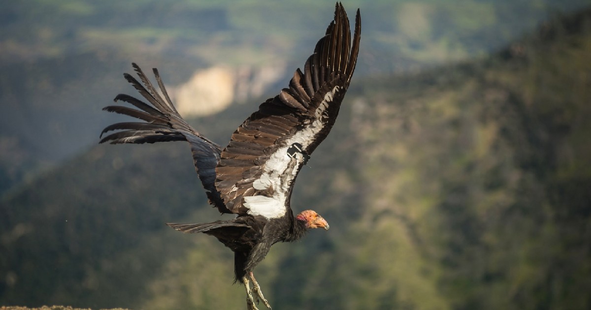 California Condor - Birds With Largest Wingspan