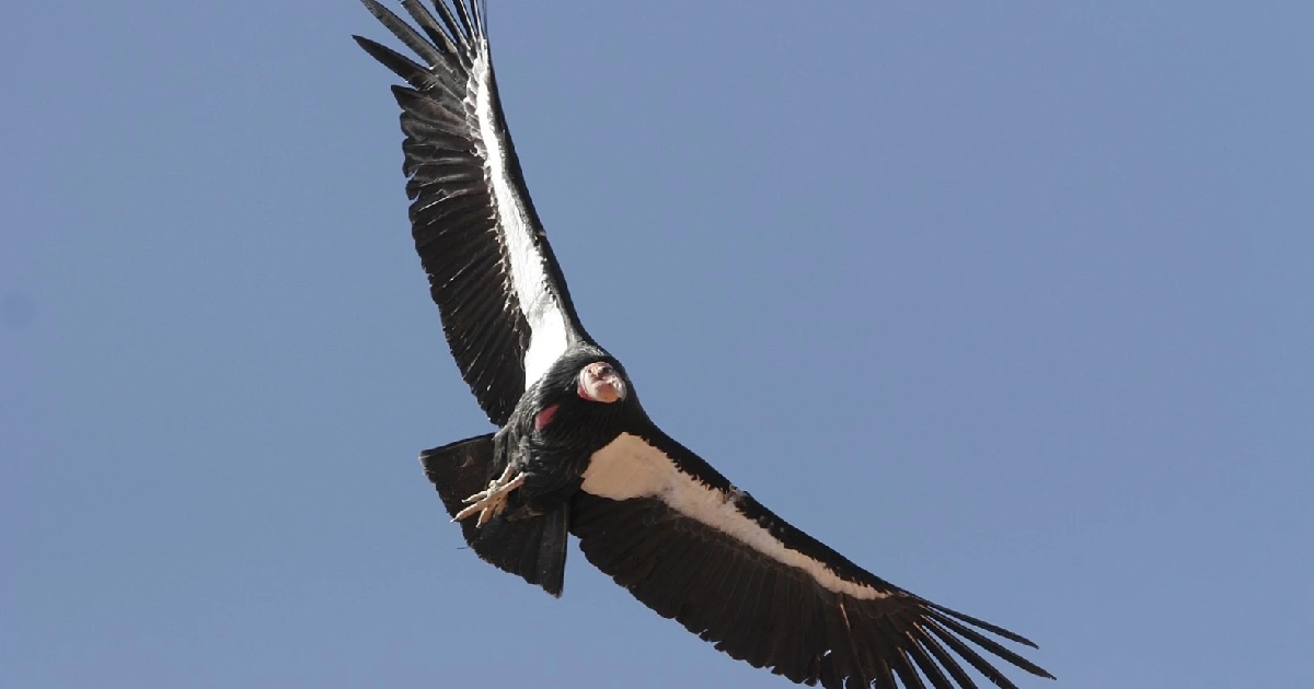 California Condor - Largest Birds of Prey in the World