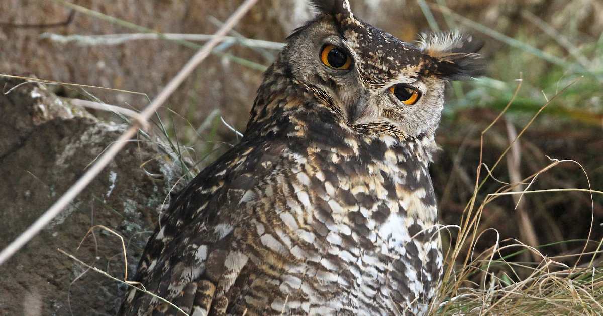 Cape Eagle-Owl - Largest Owls in the World