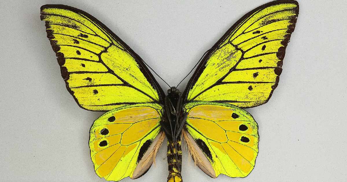 Chimaera Birdwing - Largest Butterflies in the World