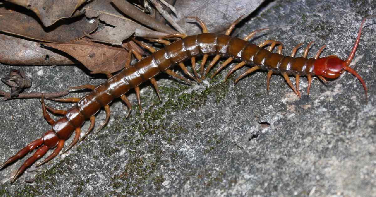 Chinese Redheaded Centipede - Largest Centipedes in the World