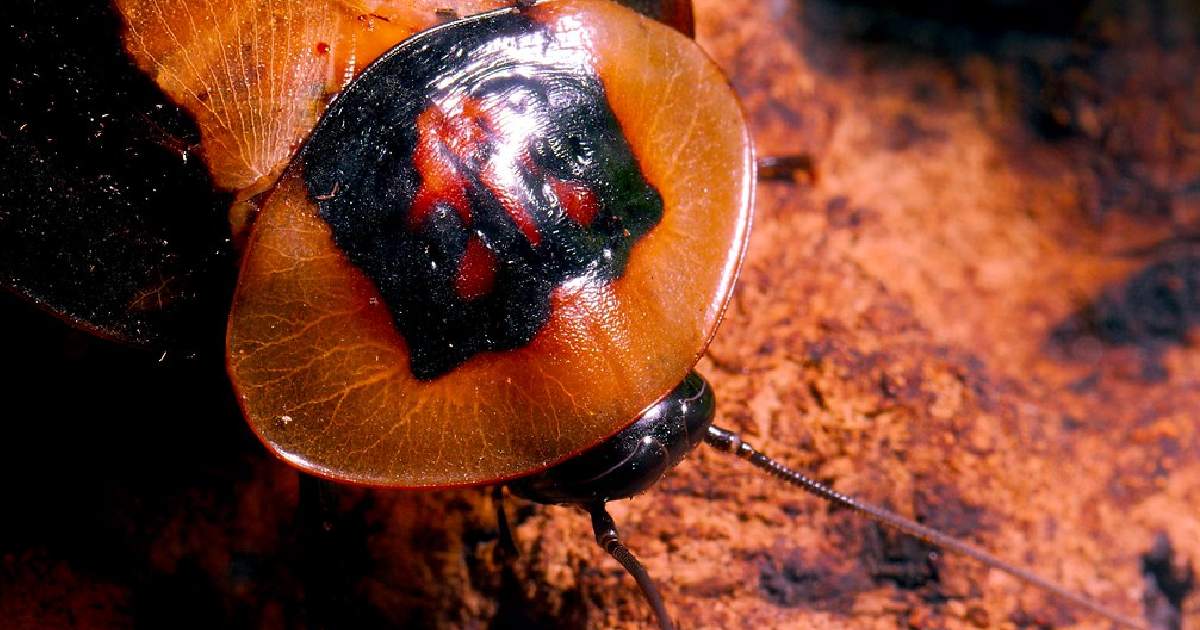 Death’s Head Cockroach - Largest Cockroaches in the World