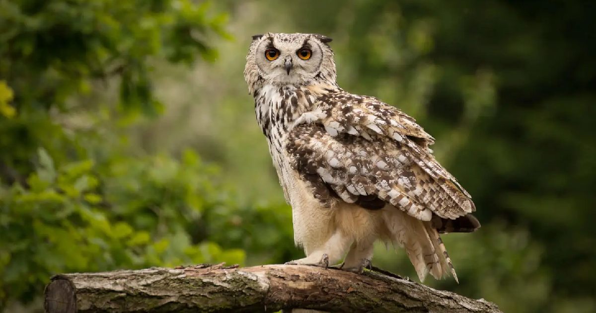 Eurasian Eagle-Owl - Largest Owls in the World