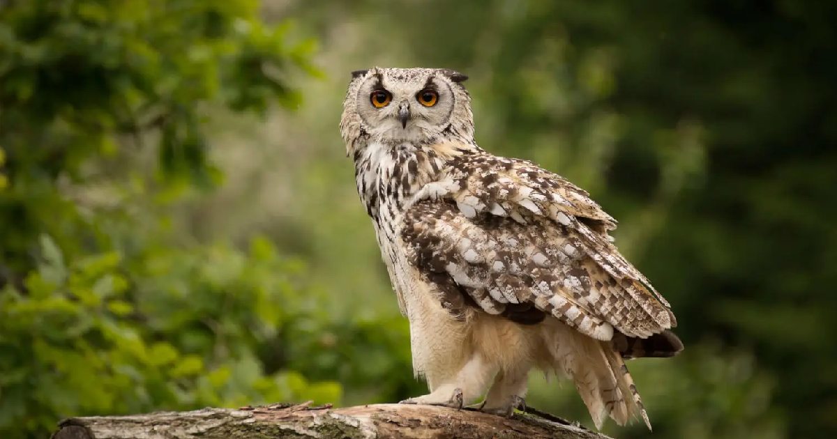 Eurasian Eagle Owl - Largest Birds of Prey in the World