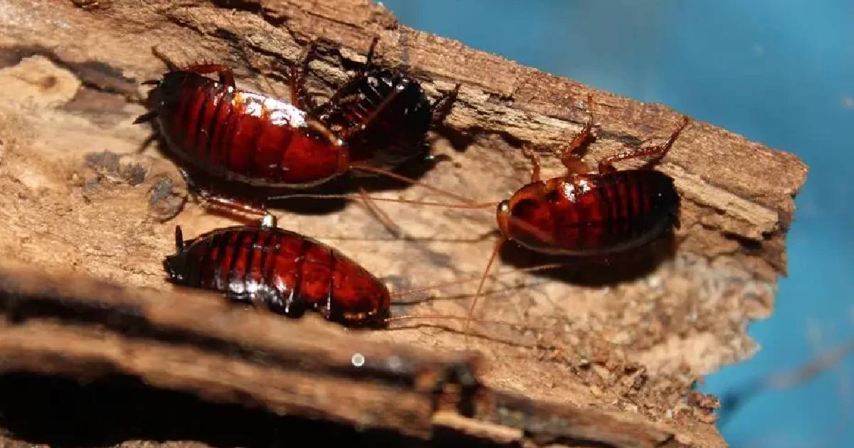 Florida Woods Cockroach - Largest Cockroaches in the World