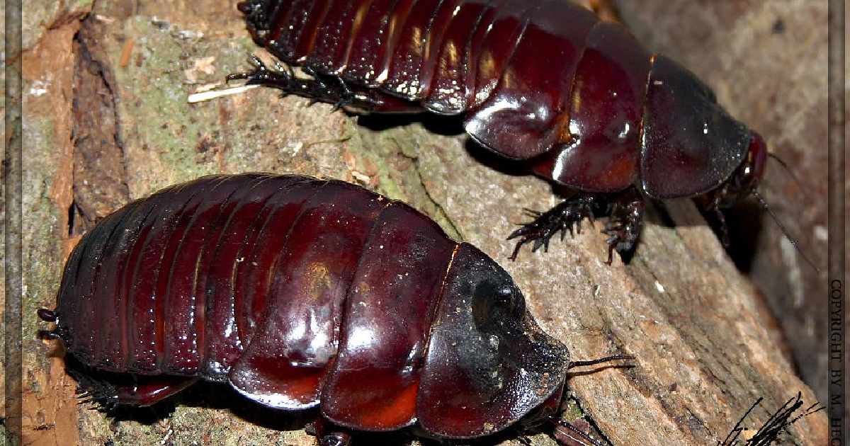 Giant Burrowing Cockroach - Largest Cockroaches in the World