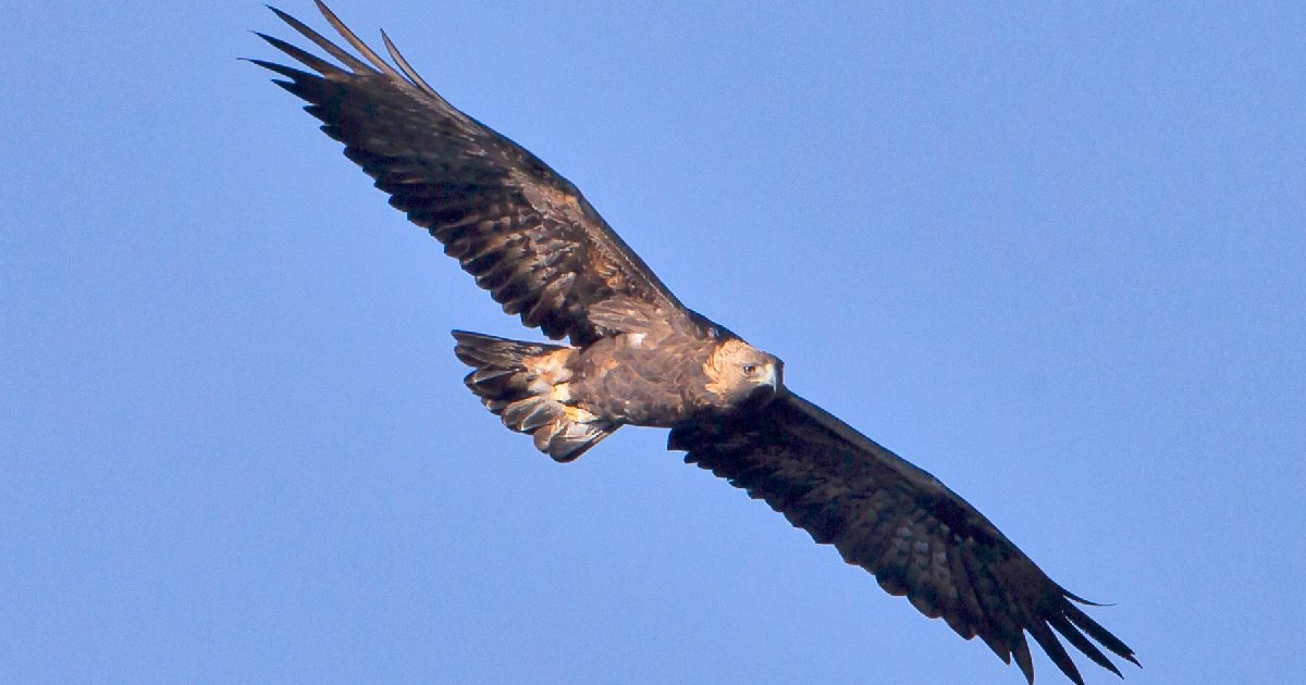 Golden Eagle - Birds With Largest Wingspan