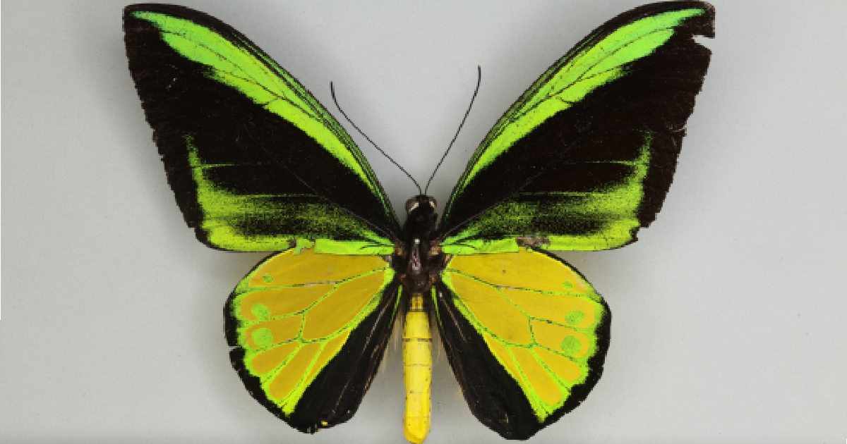 Goliath Birdwing - Largest Butterflies in the World