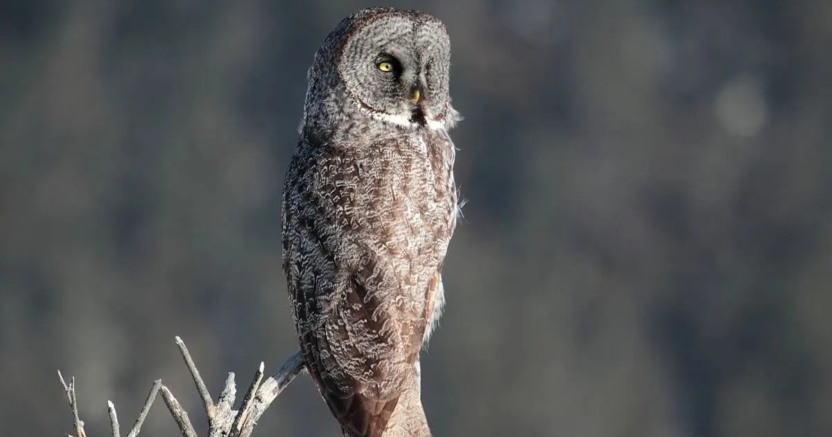 Great Grey Owl - Largest Owls in the World