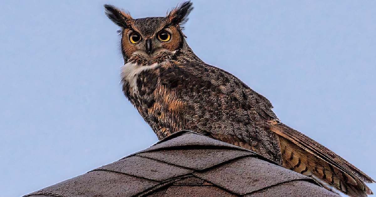 Great Horned Owl - Largest Owls in the World