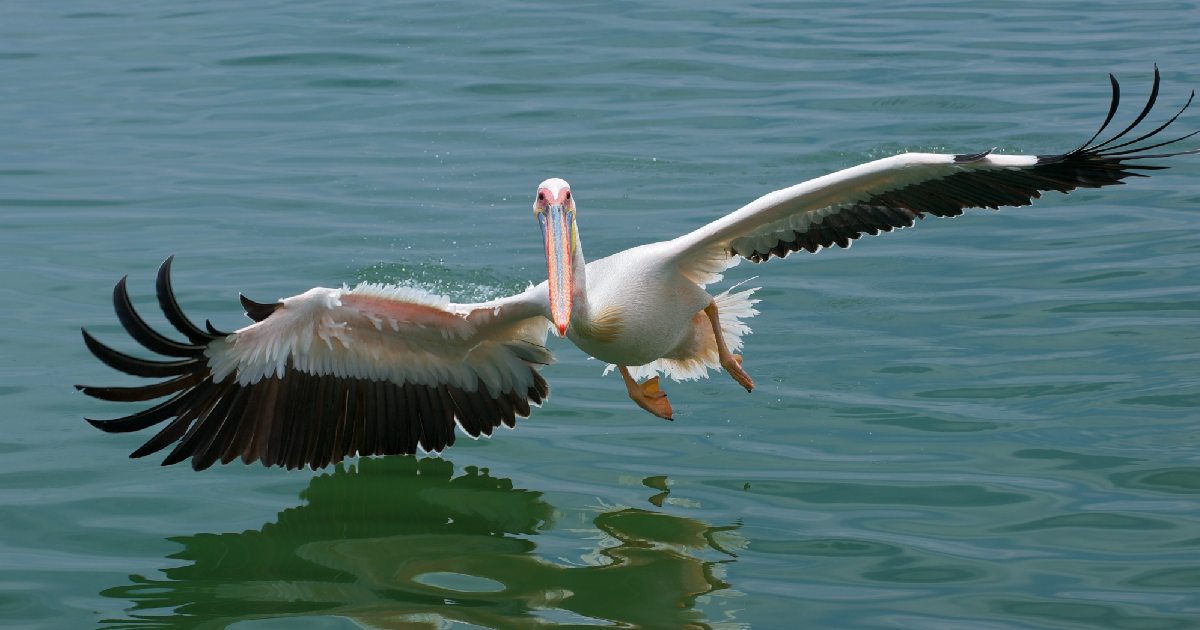 Great White Pelican - Birds With Largest Wingspan