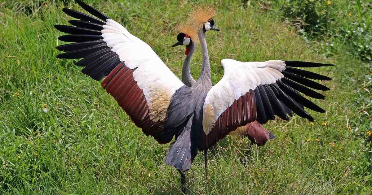 Grey Crowned Crane - Birds With Largest Wingspan