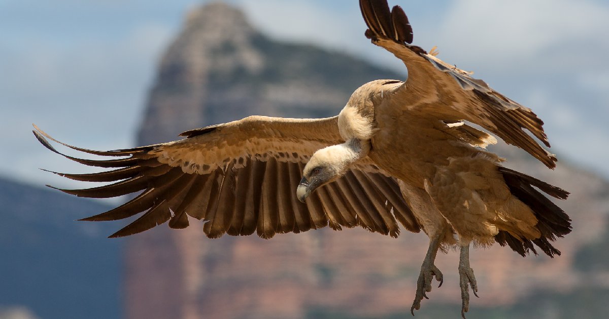 Griffon Vulture - Birds With Largest Wingspan