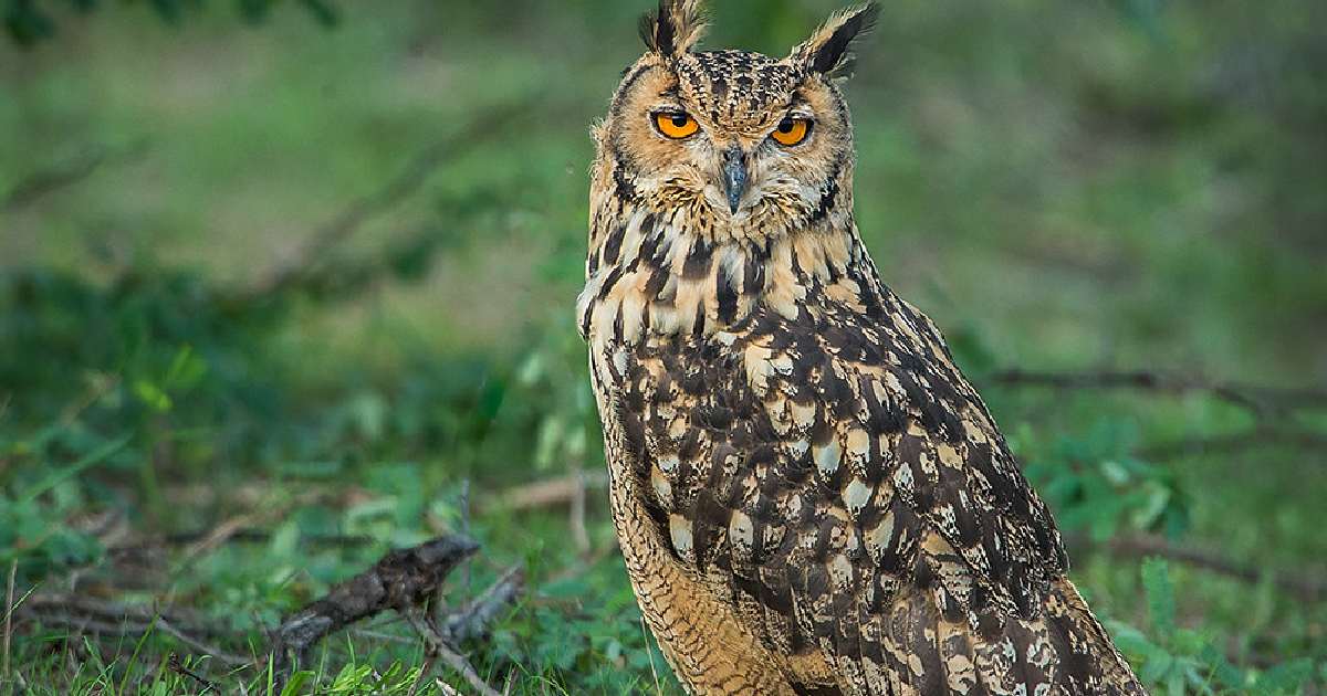 Indian Eagle-Owl - Largest Owls in the World