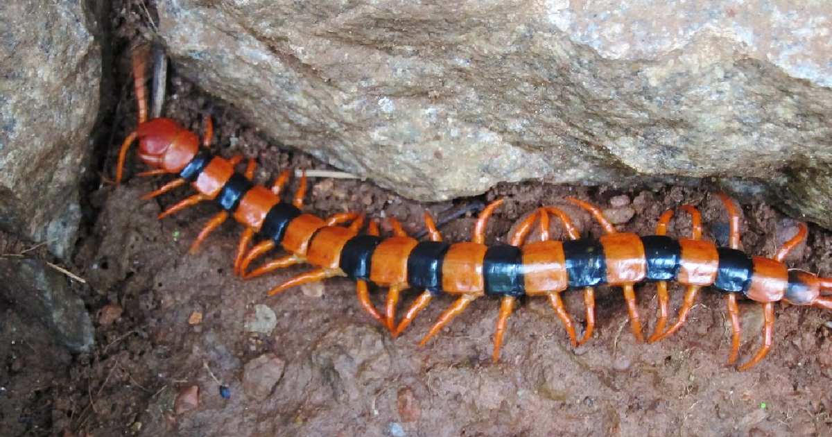 Indian Tiger Centipede - Largest Centipedes in the World