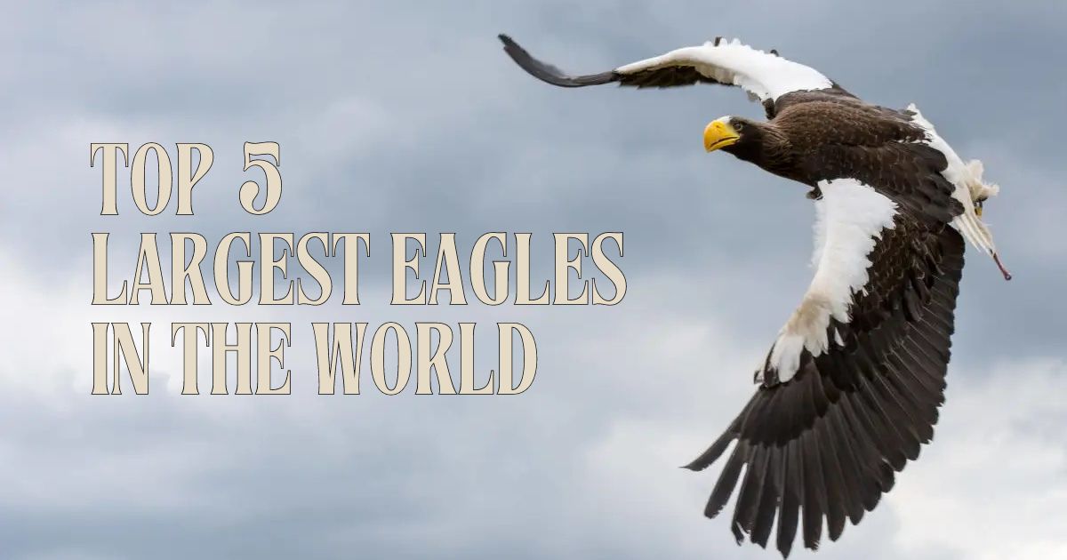 Top 5 Largest Eagles in the World: Majestic Giants of the Sky Top 5 Largest Eagles in the World: Majestic Giants of the Sky