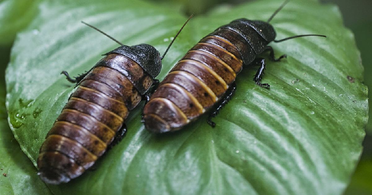 Madagascar Hissing Cockroach - Largest Cockroaches in the World