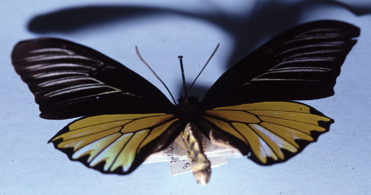 Magellan Birdwing - Largest Butterflies in the World