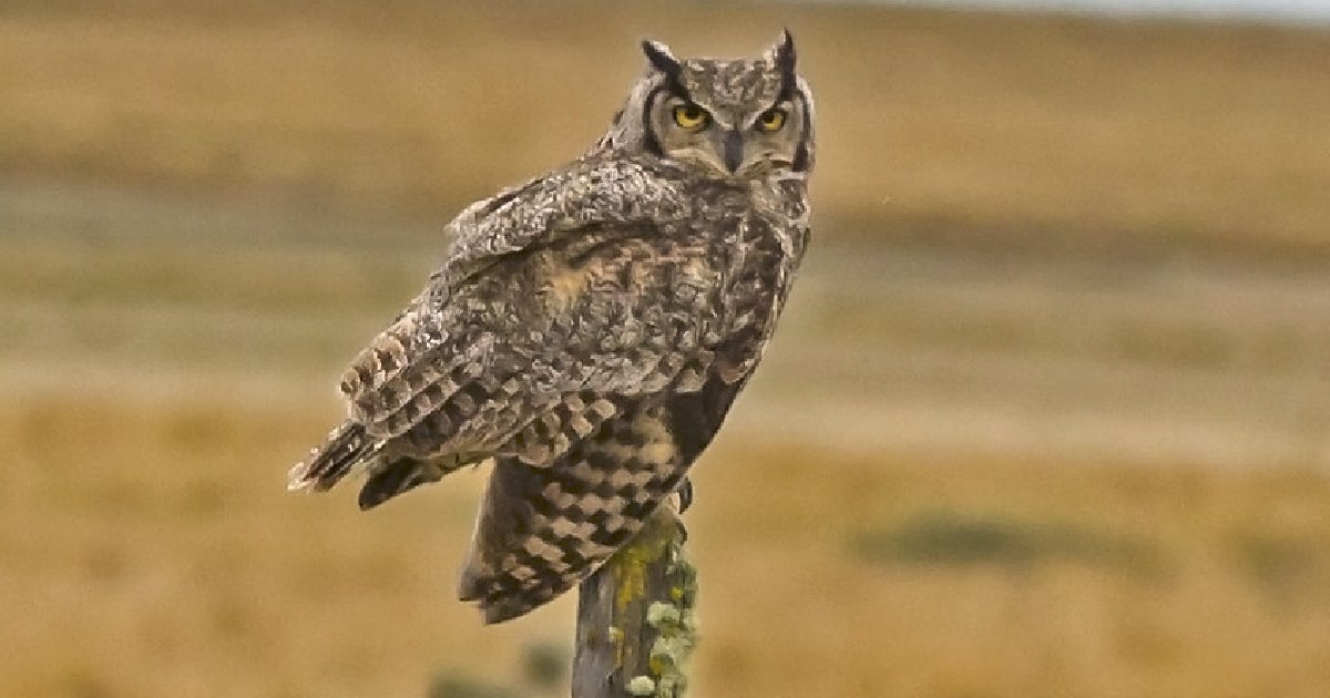 Magellanic Horned Owl - Largest Owls in the World