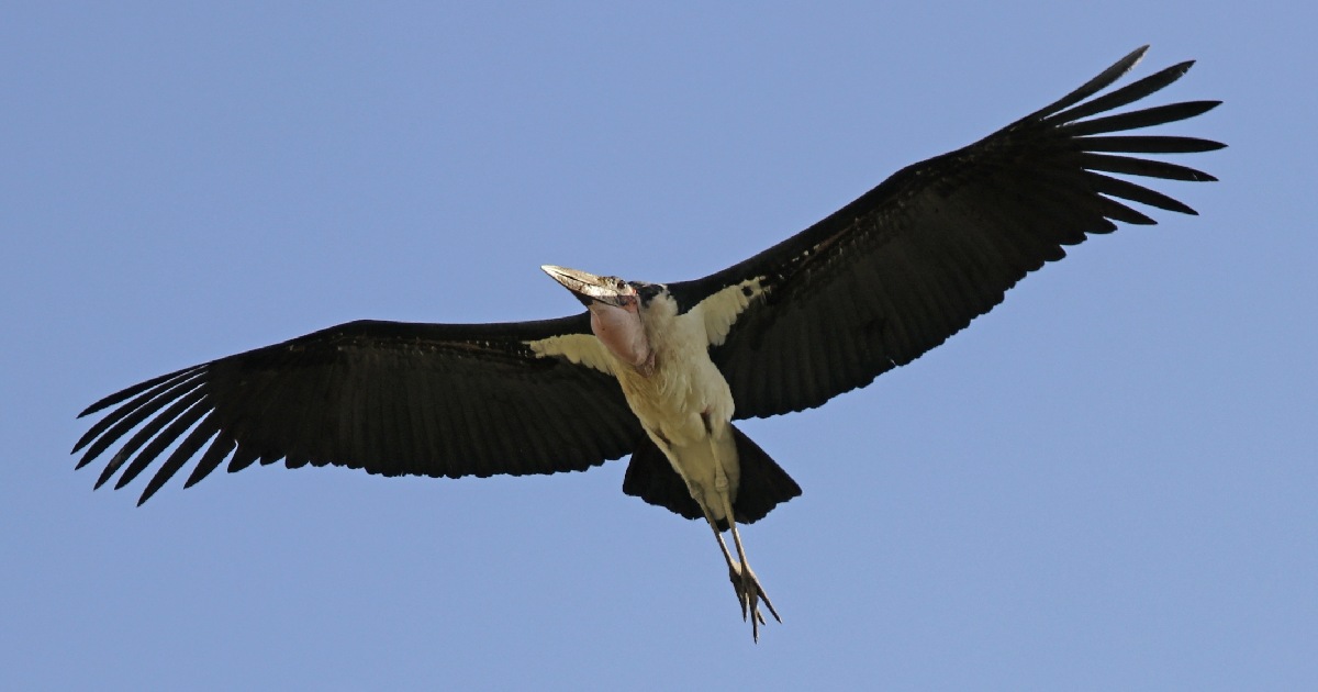 Marabou Stork - Birds With Largest Wingspan