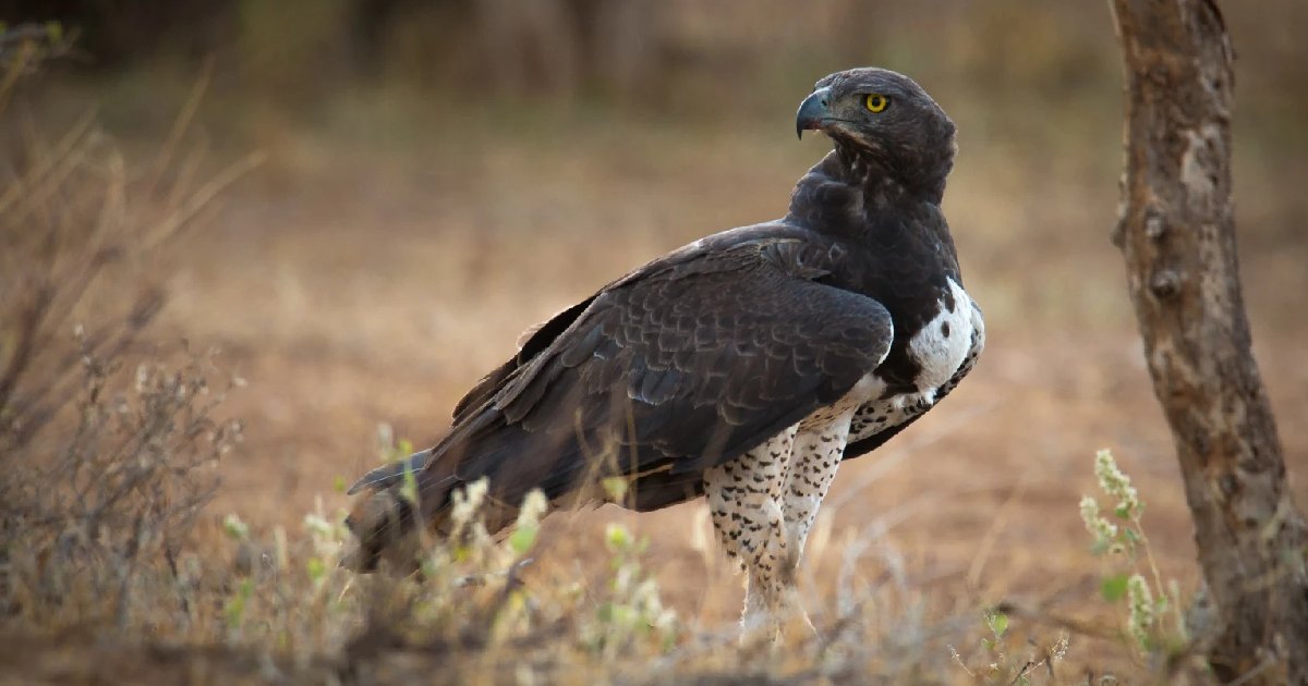 Martial Eagle - Largest Eagles in the World