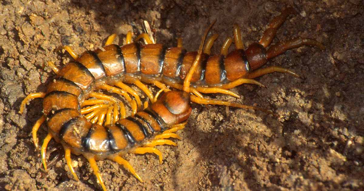 Mediterranean Banded Centipede -Largest Centipedes in the World