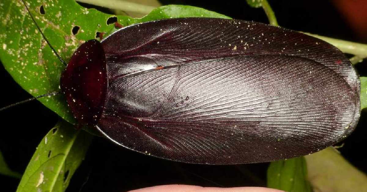 Megaloblatta longipennis - Largest Cockroaches in the World