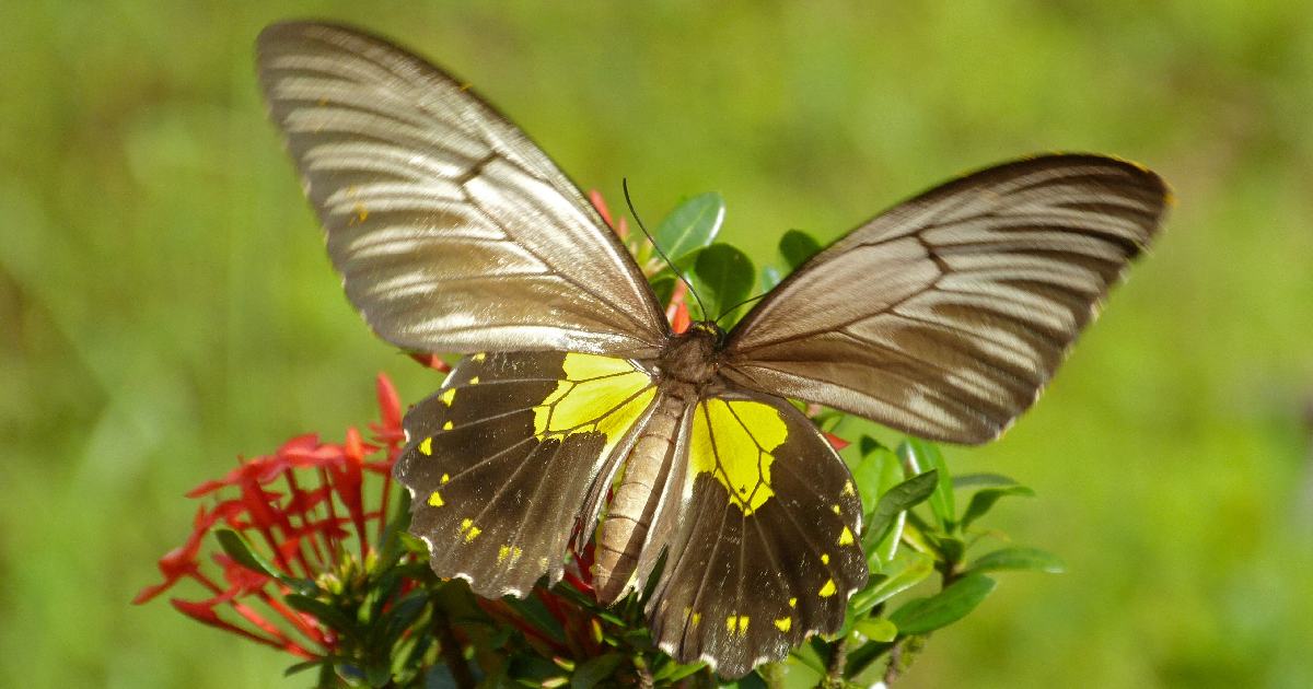 Miranda Birdwing - Largest Butterflies in the World