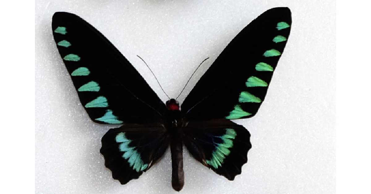 Palawan Birdwing - Largest Butterflies in the World