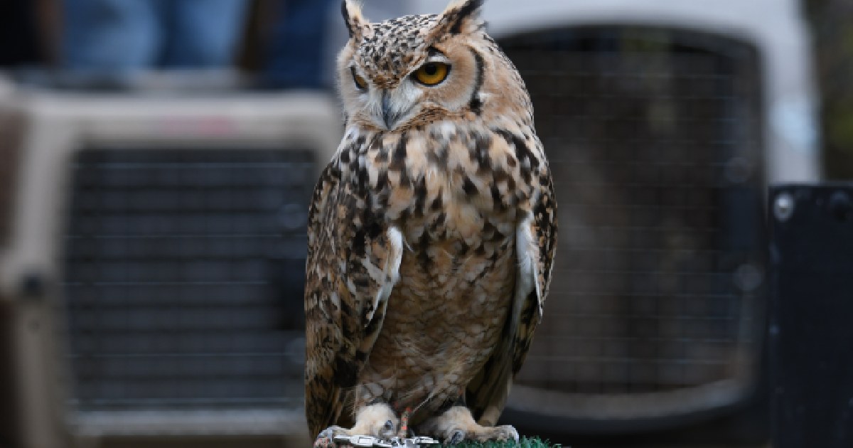 Pharaoh Eagle-Owl - Largest Owls in the World