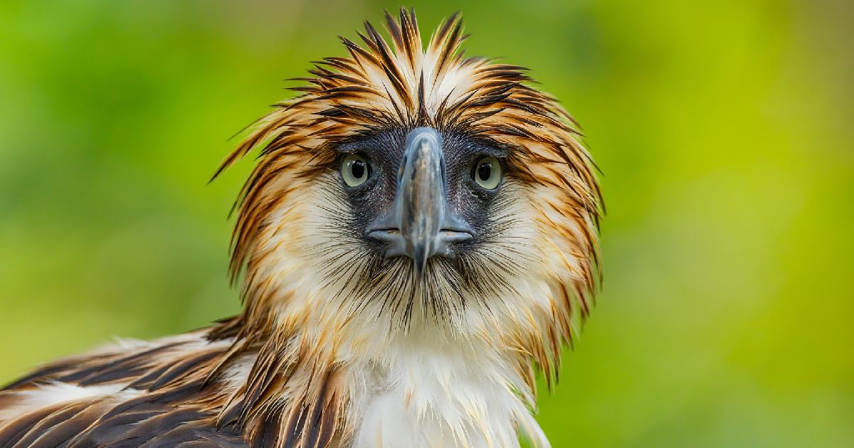 Philippine Eagle - Largest Birds of Prey in the World