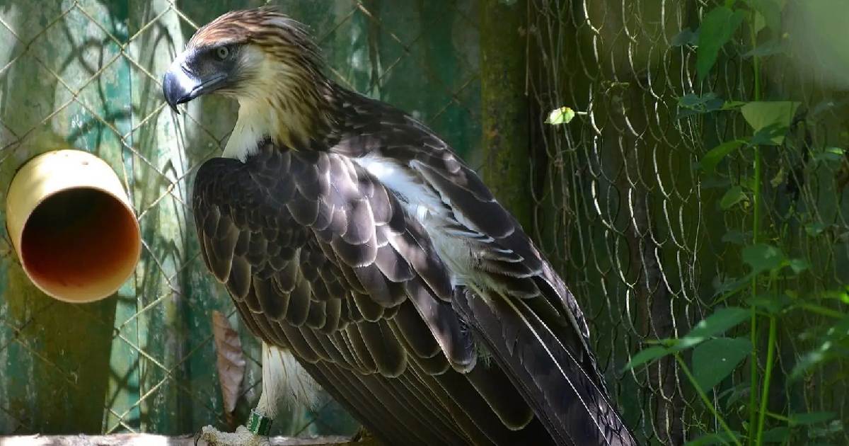 Philippine Eagle - Largest Eagles in the World