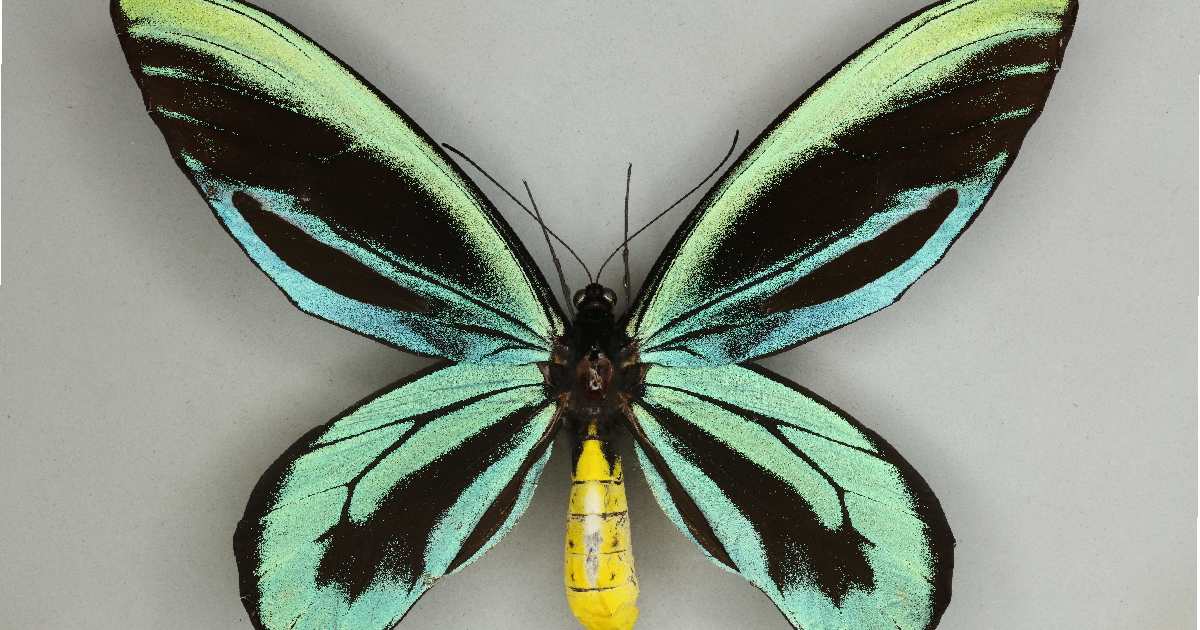 Queen Alexandra’s Birdwing - Largest Butterflies in the World