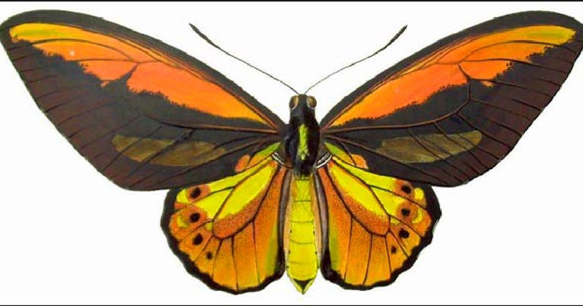 Top 10 Largest Butterflies in the World, Giant Butterflies