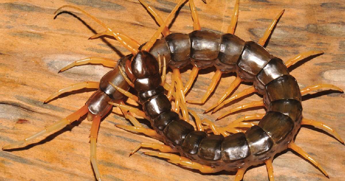 Scolopendra cataracts - Largest Centipedes in the World