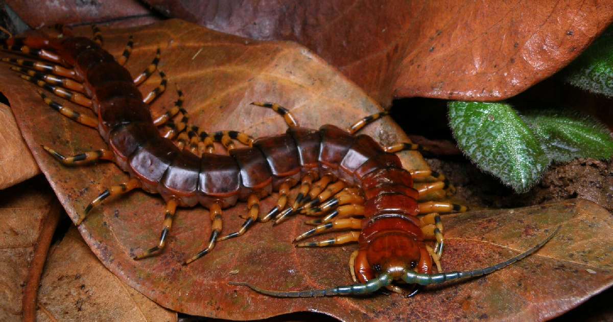 Scolopendra viridicornis - Largest Centipedes in the World